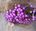Dionysia bryoides